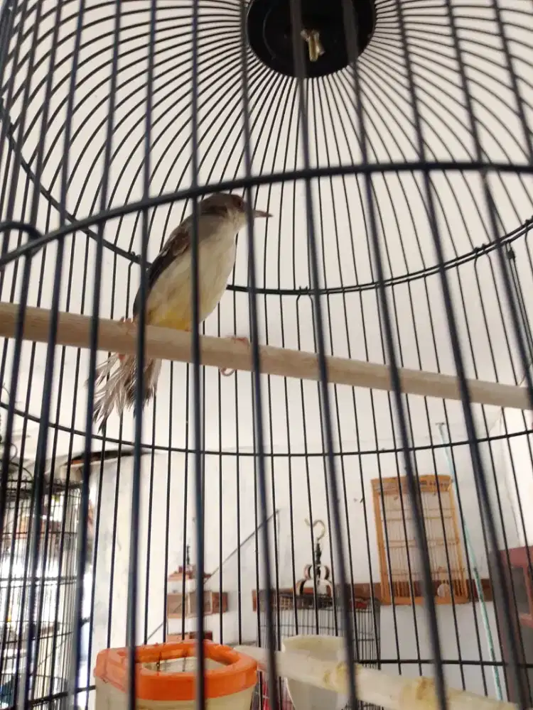 Di jual burung ciblek semi tt tambah