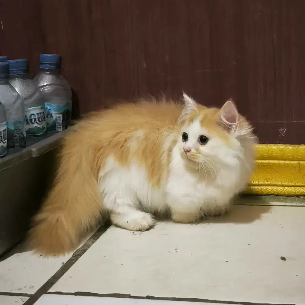 kuncing munchkin kitten