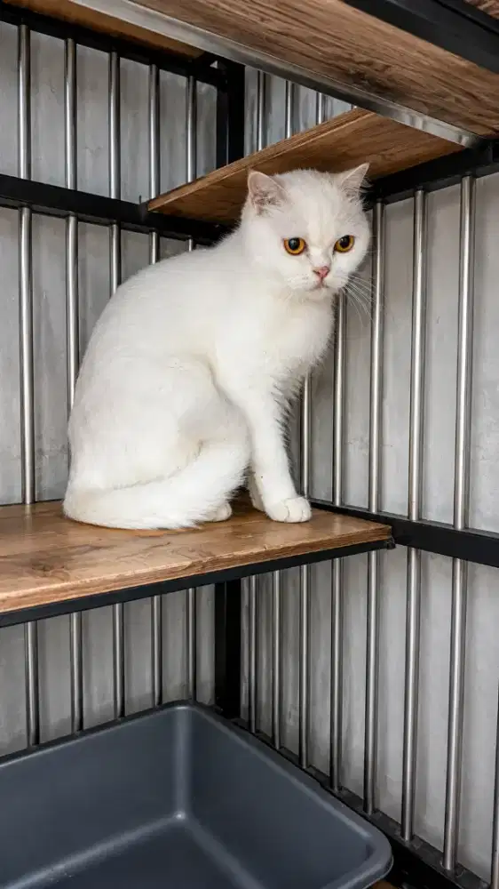 Bsh Betina 1×Proven