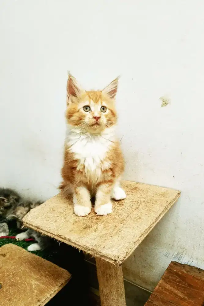 Kitten Betina MaineCoon Pure No mix. Garansi