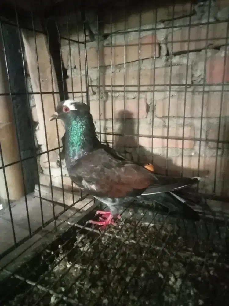 Merpati tinggian jantan