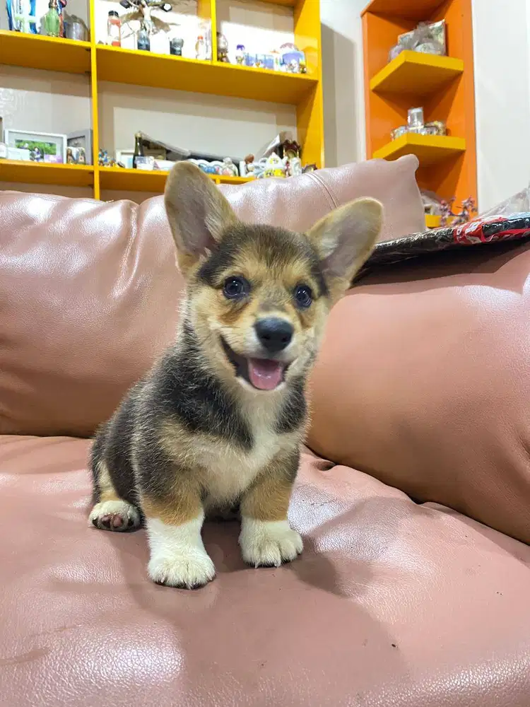 Dijual anak anjing puppy Corgi Betina Female tri color vaksin stambum