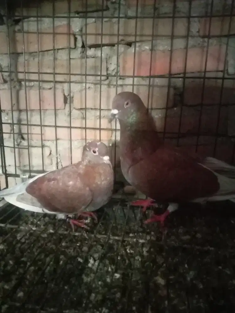 Sepasang induk merpati tinggian