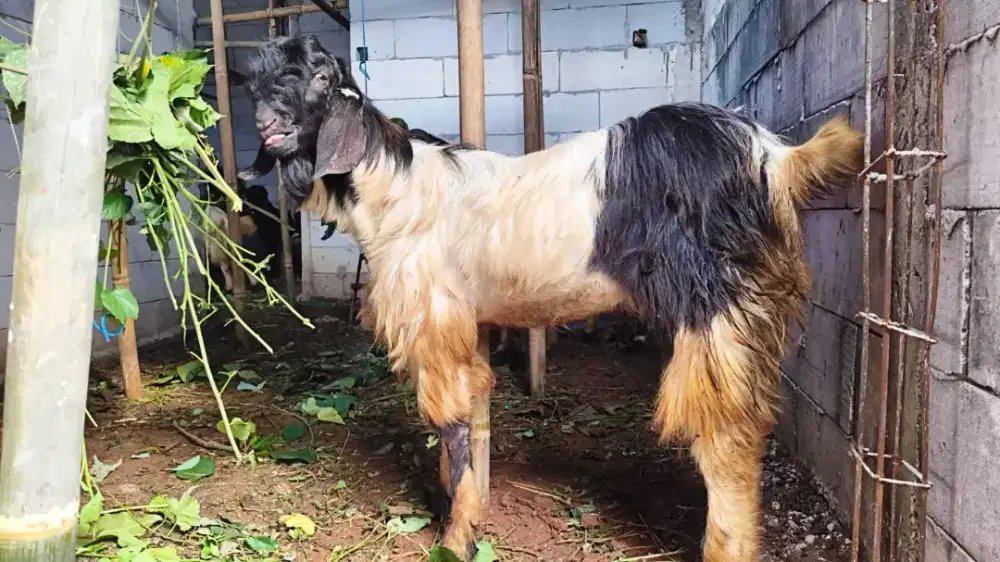 Hewan qurban kambing