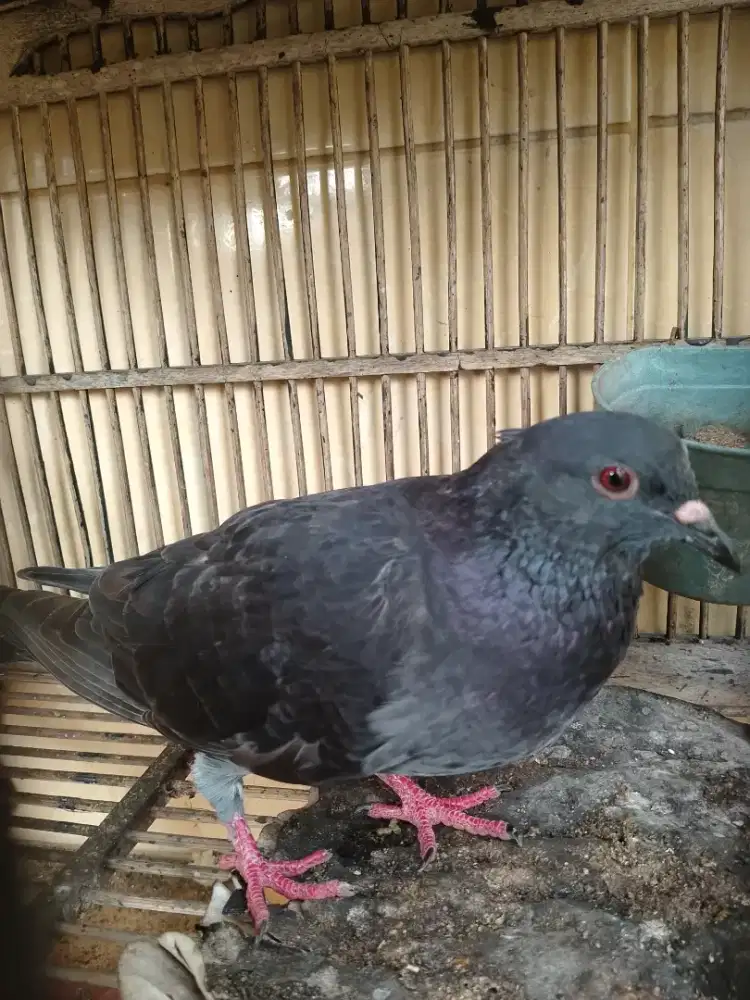 Merpati jantan tritis mata asem