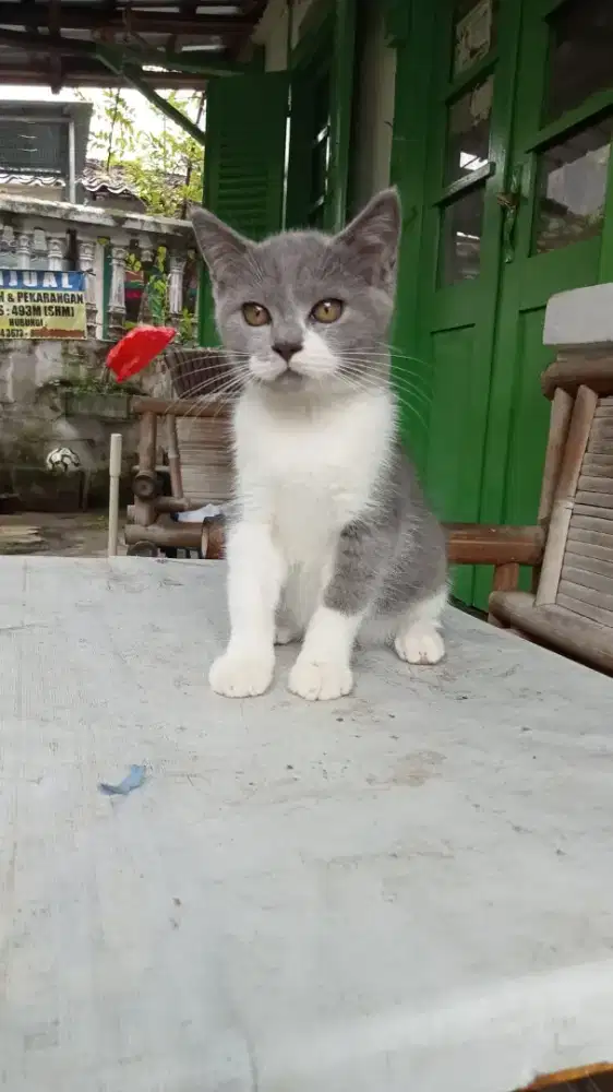 Kitten Persia betina