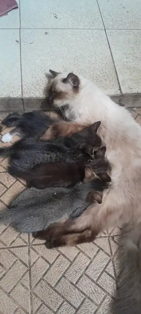 Yg minat adopsi anak kucing umur 2bln lebih