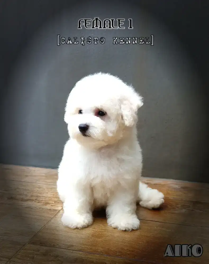 anakan Bichon frise