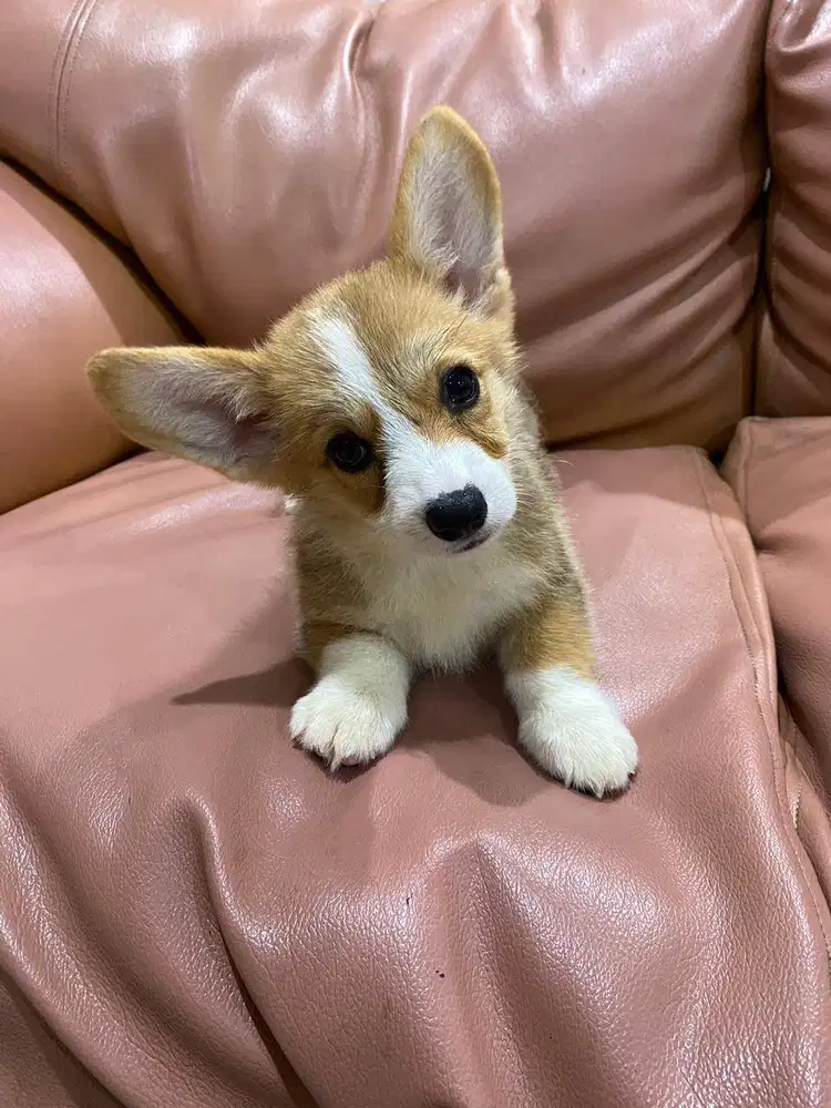 Dijual anak anjing puppy Corgi Betina Female sable vaksin stambum