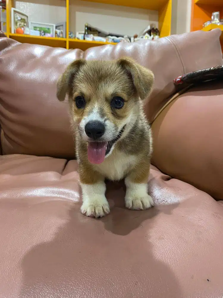 Dijual Anak Puppy Corgi Jantan Male Sable White Stambum