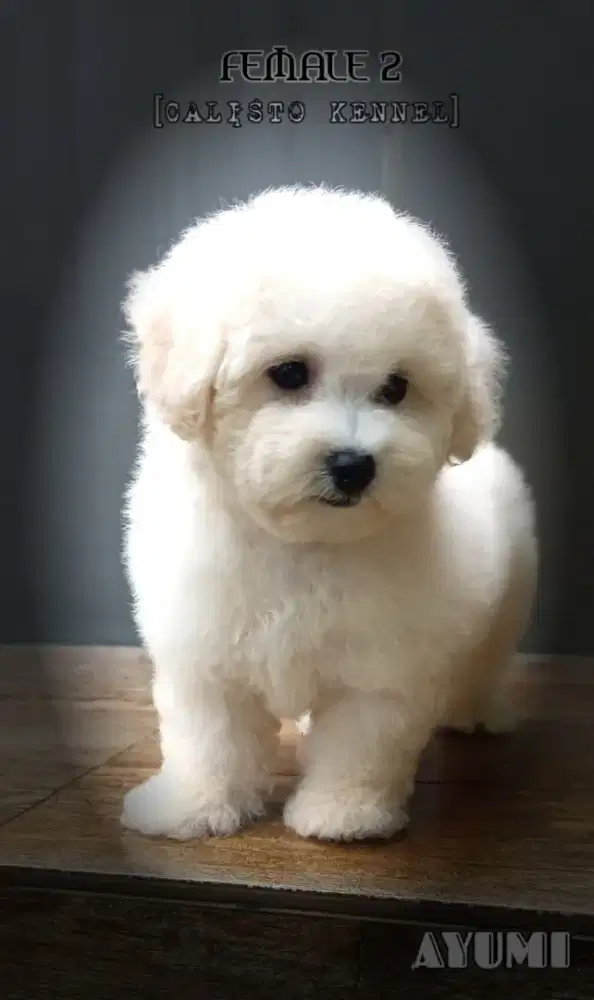 anakan bichon frise