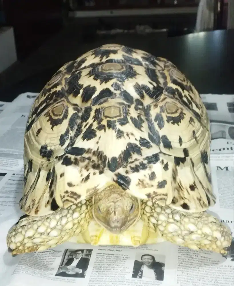 Kura kura giant pardalis