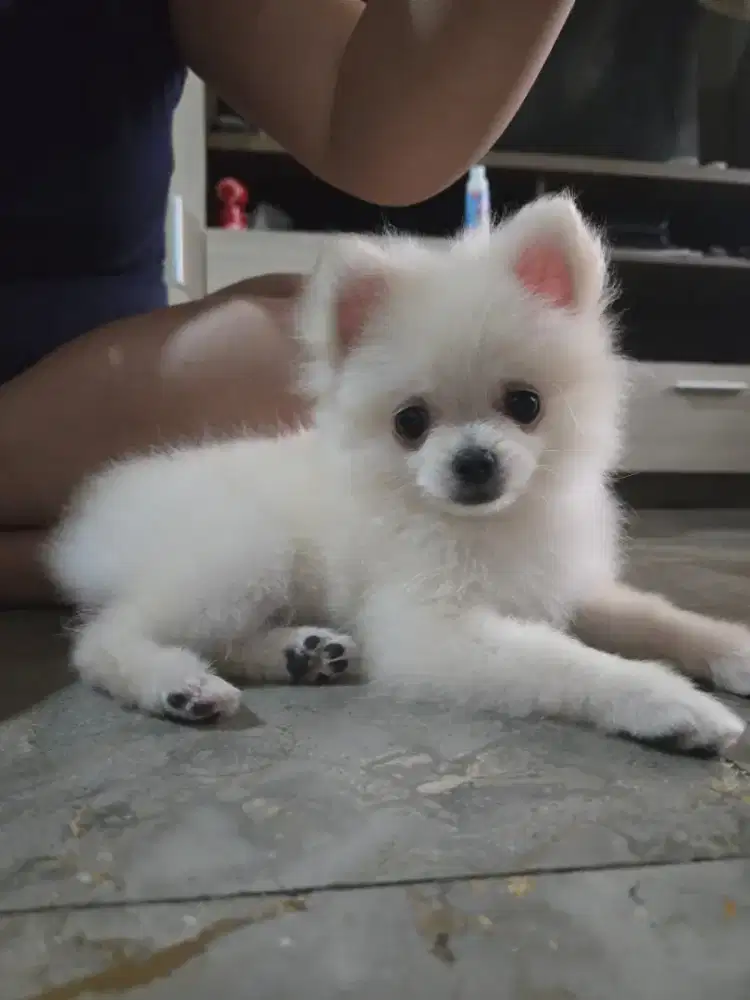 MINIPOM FEMALE 6MONTH