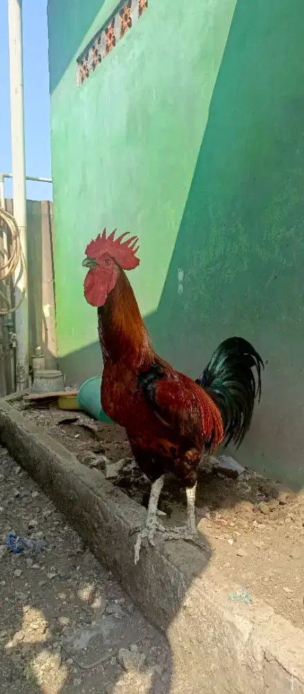 Ayam Pelung Kokok Merdu