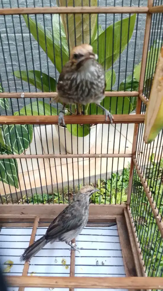 Cucak Rowo Remaja Satu Sarang Satu Indukan
