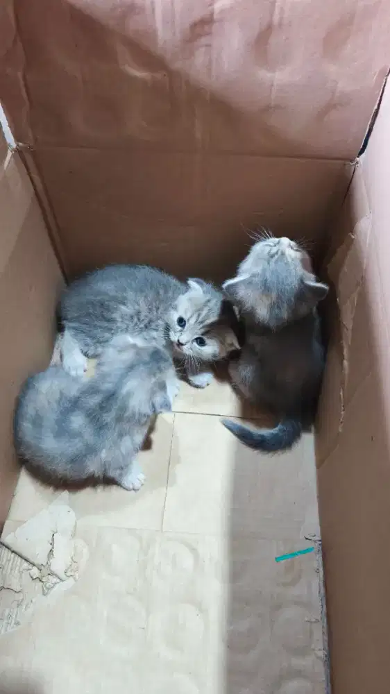 BSH Scottish Kitten