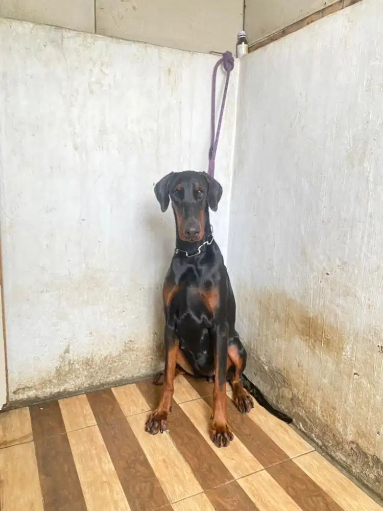 Doberman Betina 1tahun Super Quality