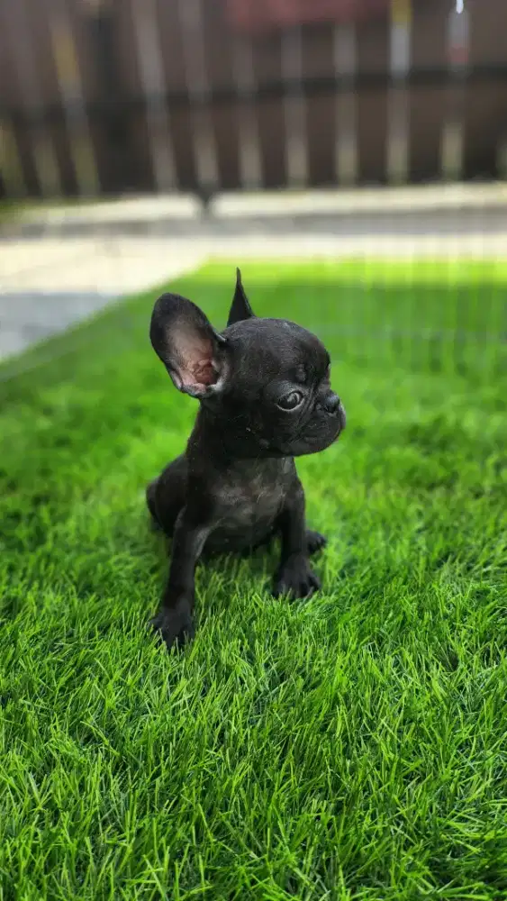 Frenchie all black mini