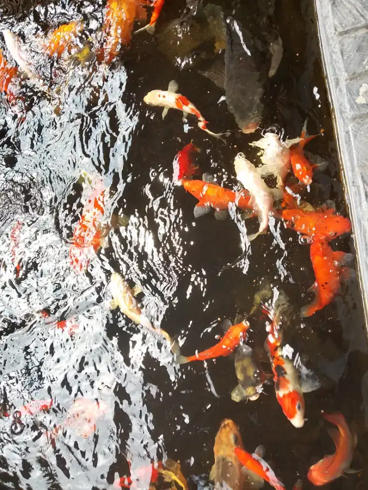 Ikan koi uk besar dan kecil