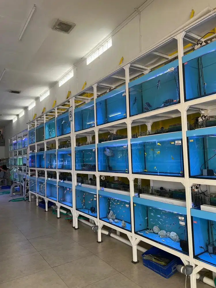 Dicari Karyawan Pria untuk Toko Ikan Hias Aquarium