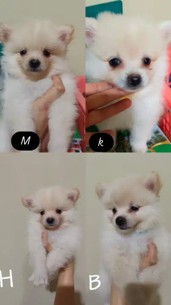 ready anakan pom lucu
