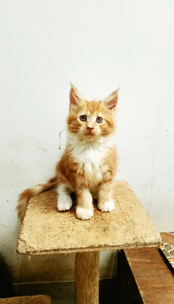 Kitten MaineCoon Betina Pure No mix. Garansi