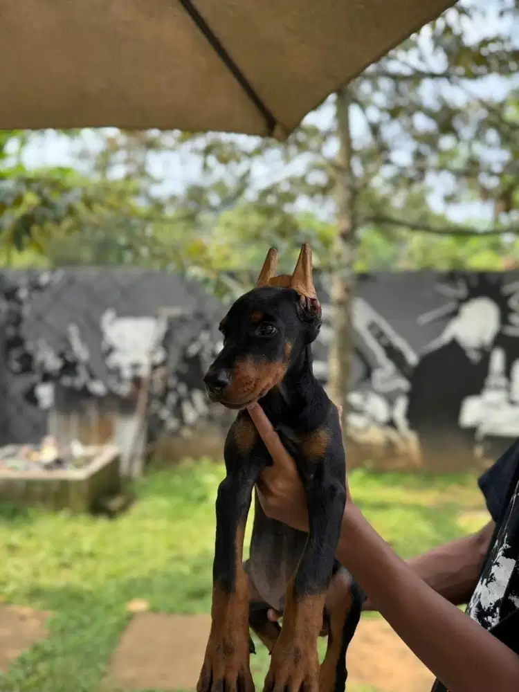 Doberman frankenburg