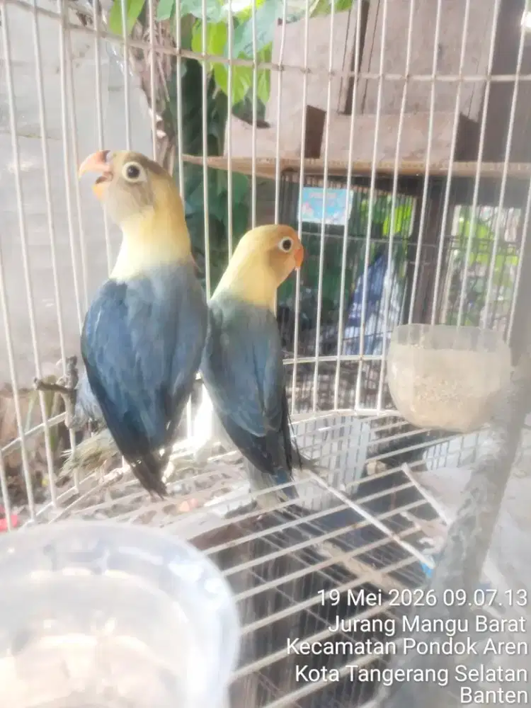 Bio PB blue/vio 2ekor