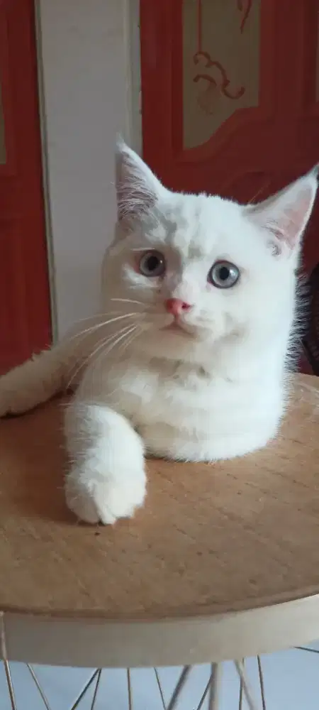 Kucing BSH Jantan Sudah Vaksin