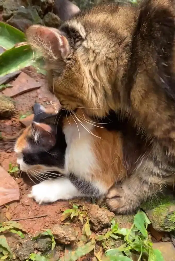 betina baru di kawin pejantan mainecoon