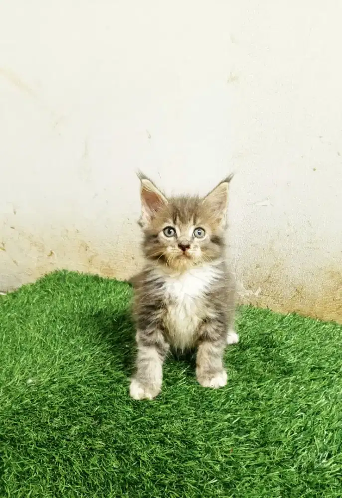 Kitten Jantan MaineCoon Pure No mix. Garansi