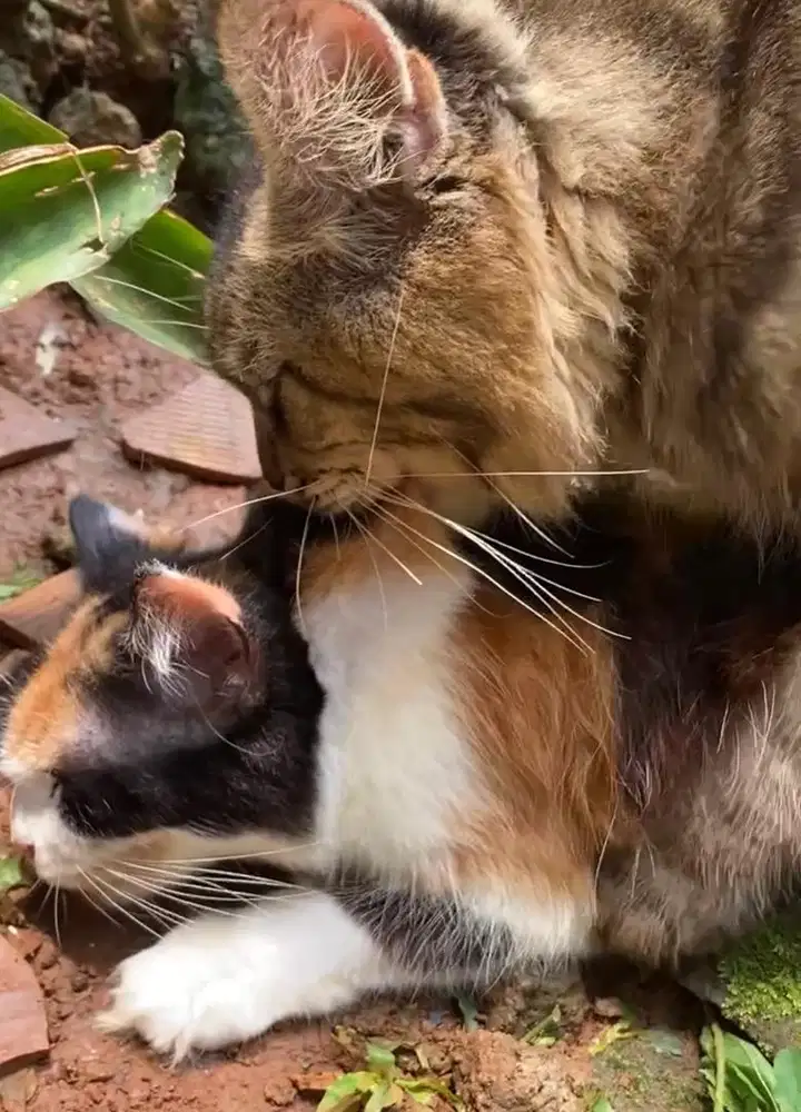 calon indukan selesai kawin dengan mainecoon