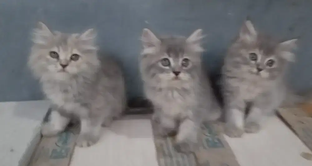 kitten persia betina