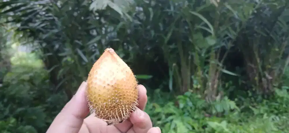 Salak gading obat sehat