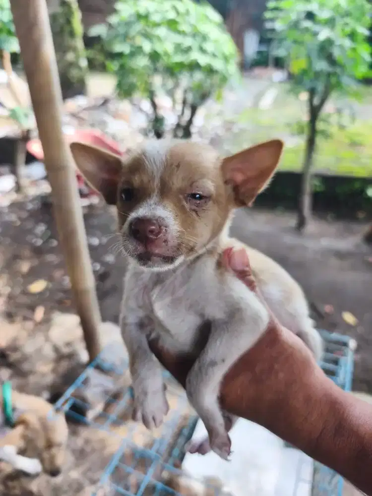 Anjing Village lucu imut