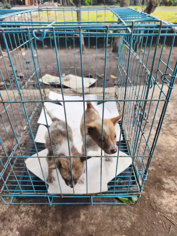 Anjing Village lucu imut