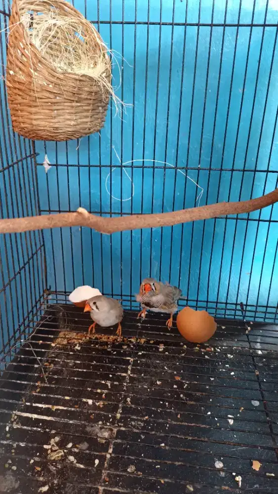 2 pasang burung zebra finch fullset