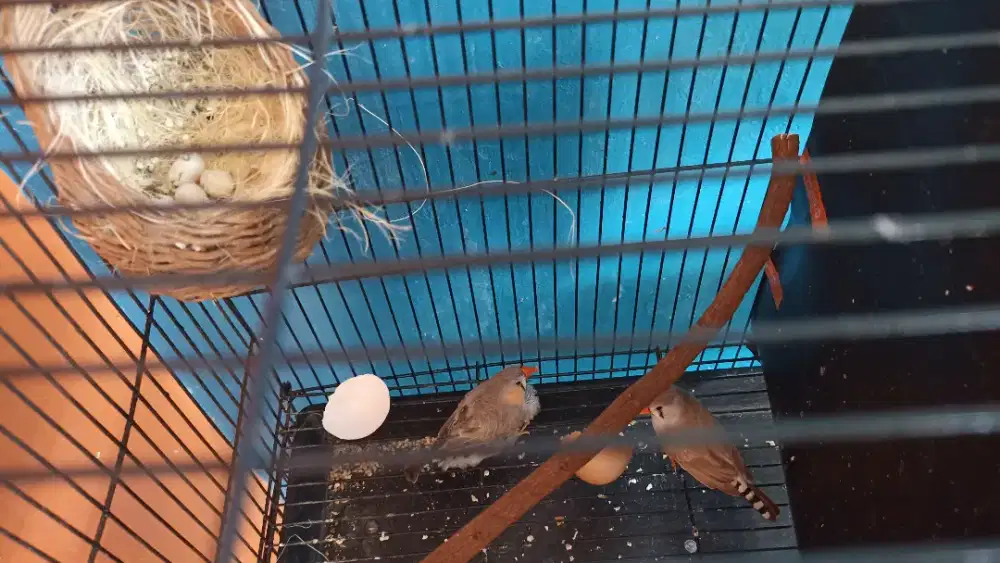 2 pasang burung zebra finch fullset