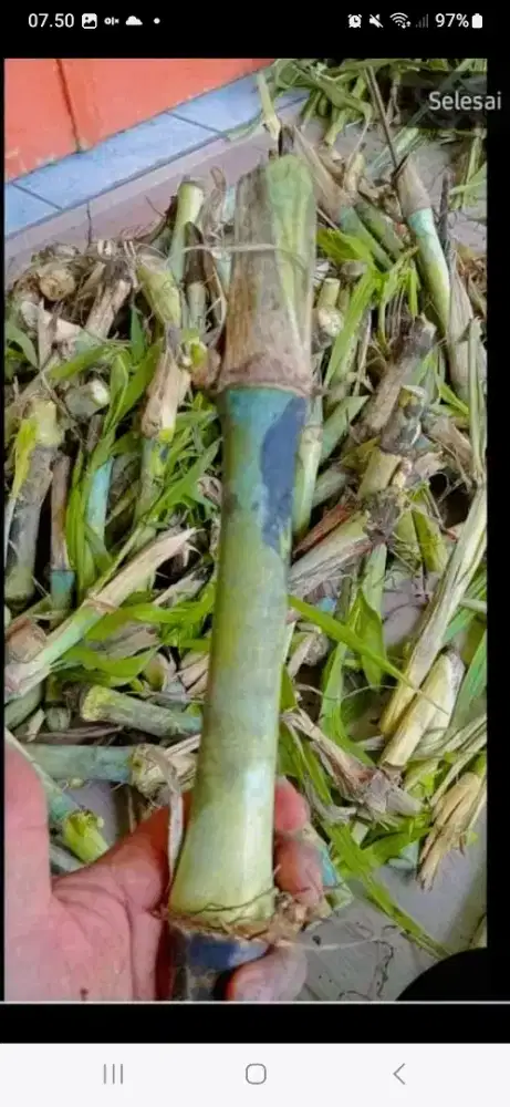 Pakan gama umami superrr