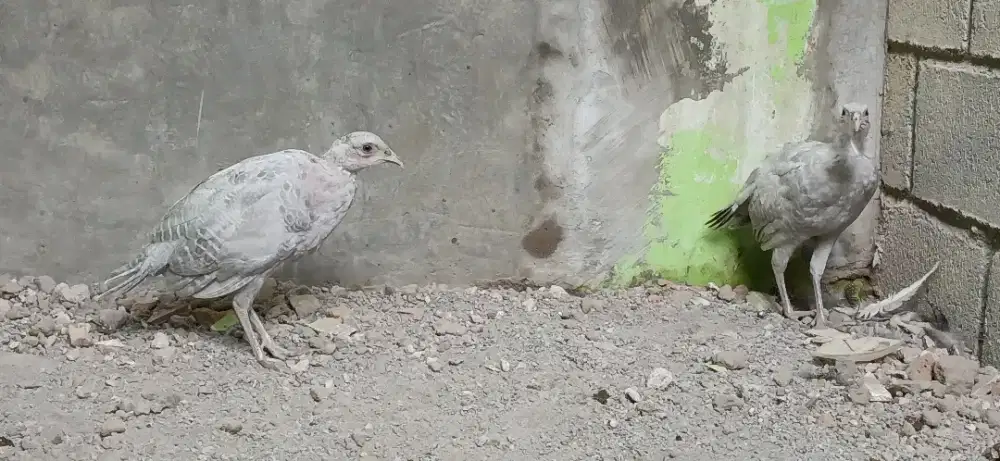 Ring neck pheasant abu2.