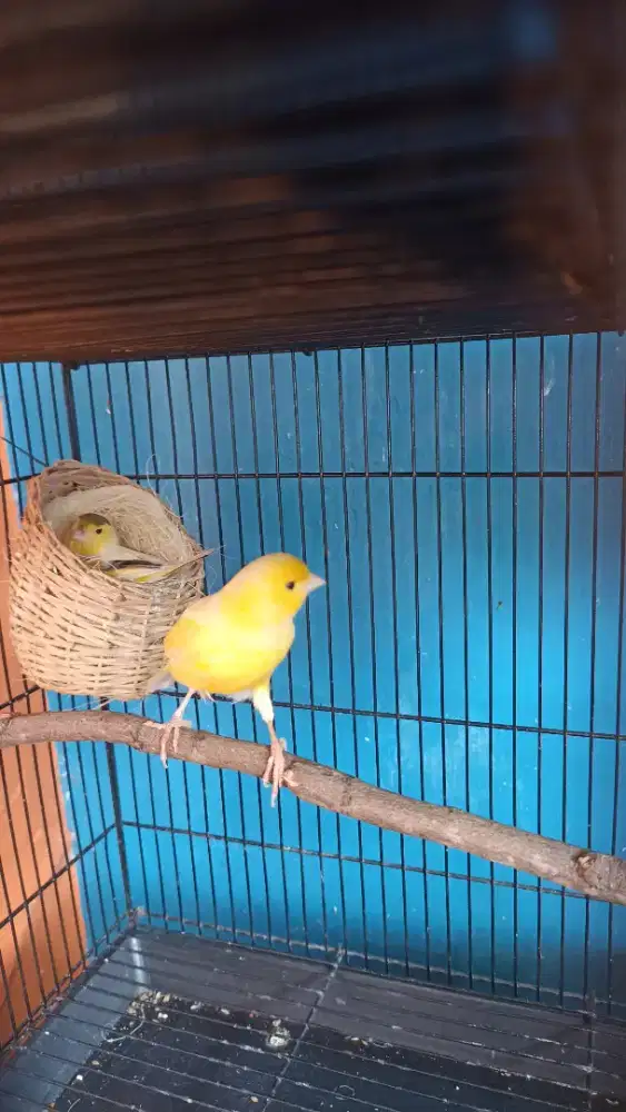 Burung kenari af sepasang fullset