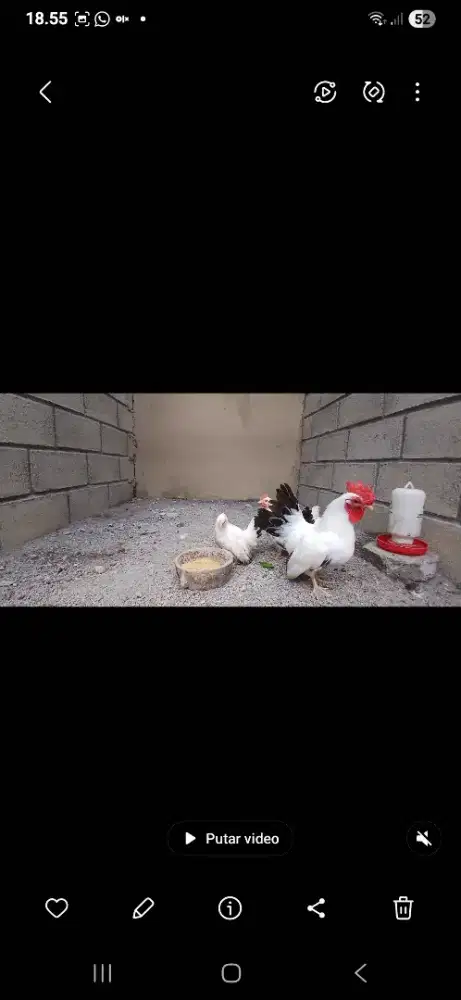 Ayam pejantan kate chabo import