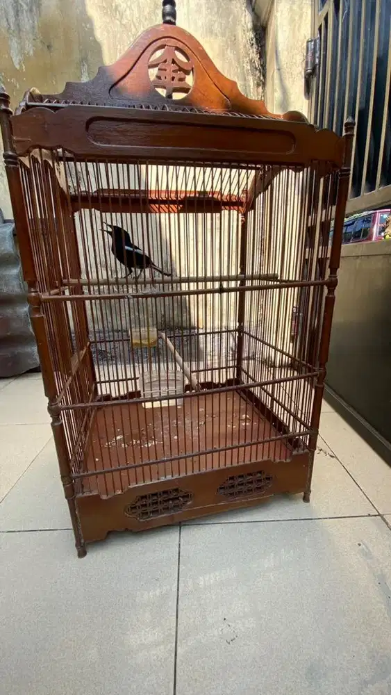 Kacer dada hitam gacor nego