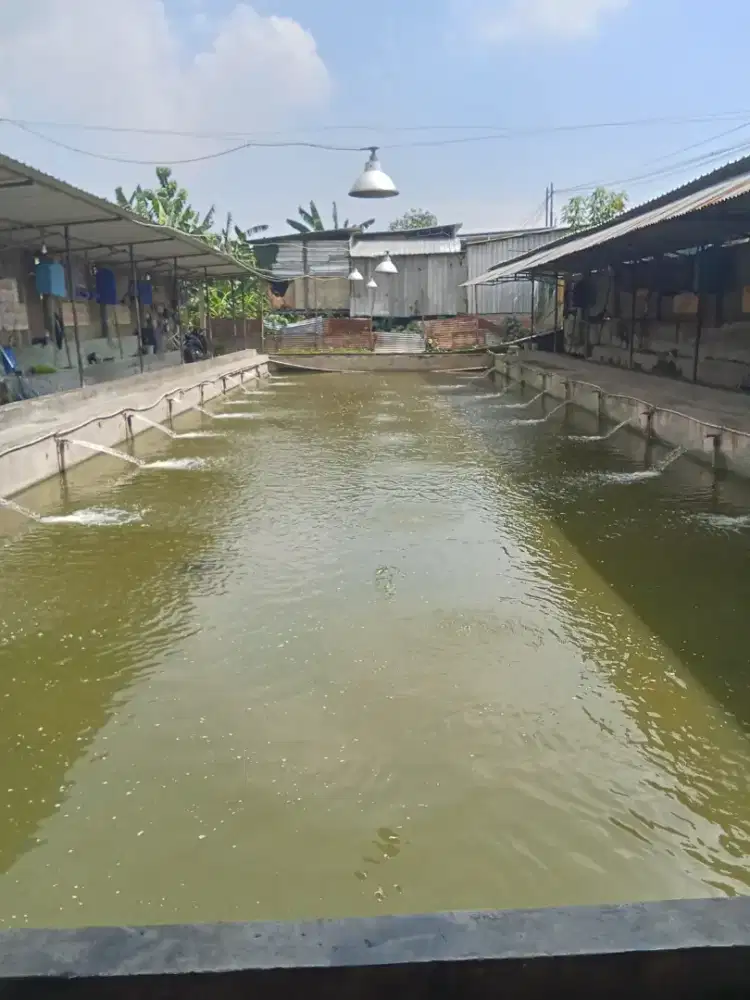 Cady kolam pemancingan galatama bawal