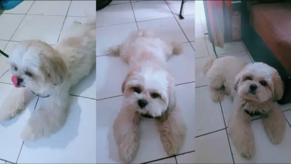 Anjing Shihtzu Jantan