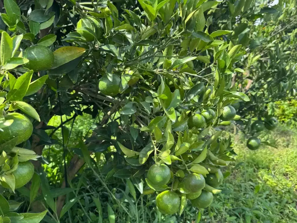 Kebun Jeruk Strategis di Tengah Kawasan Villa & Cafe Kota Batu