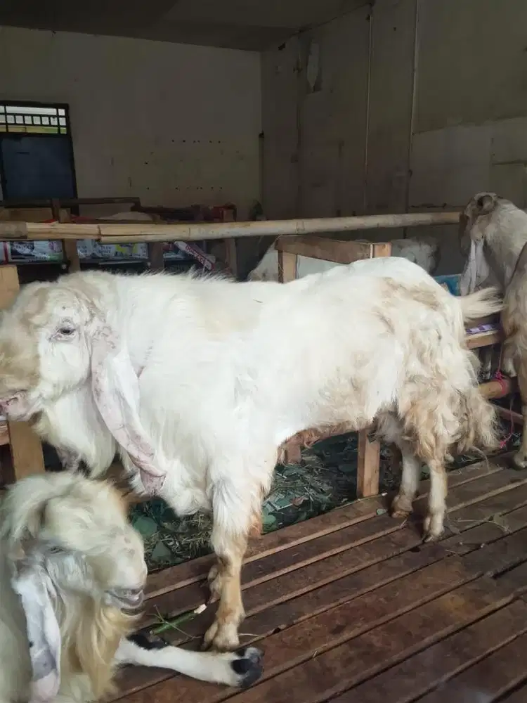 Kambing kelas super