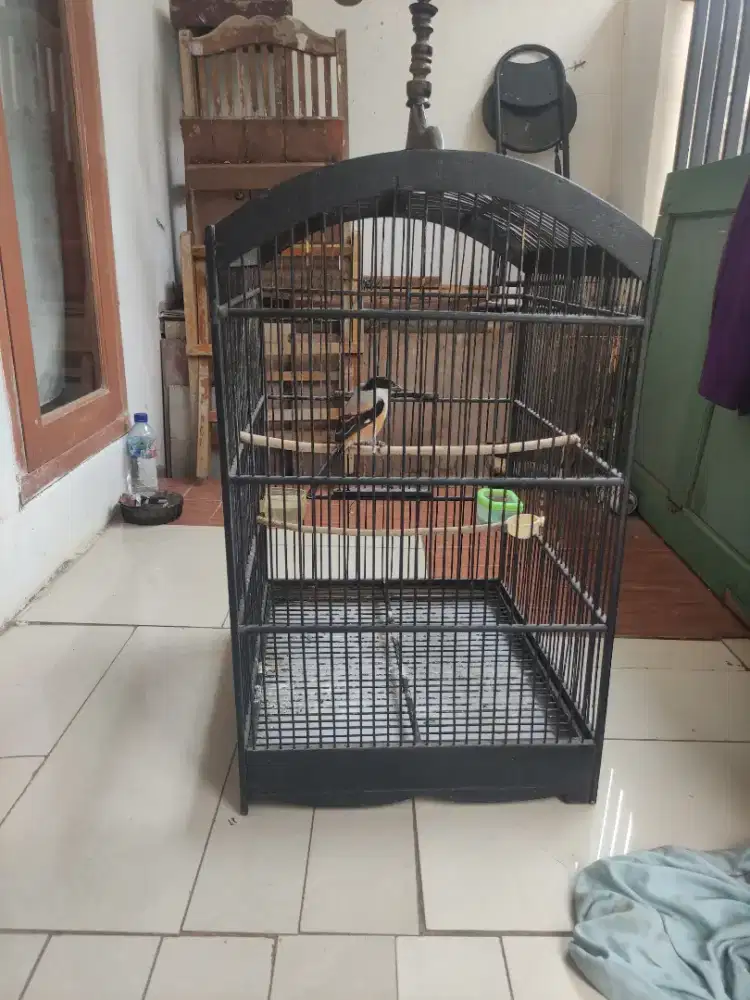 Jual burung pented ad ring nya CMS Sapudi