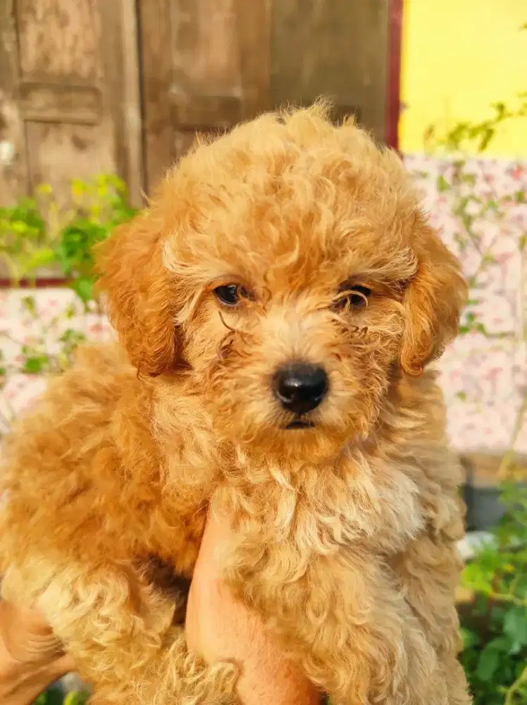 Toy poodle nonstambum