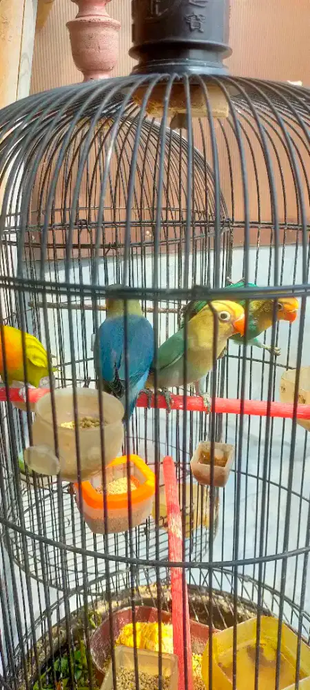 Lovebird balibu, PB & PB Ewing blue
